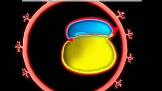 Development of GIT  Animation video  Embryology  Foregut  Midgut  Hindgut  Quick Revision [upl. by Ydasahc43]