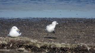 Audouins Gull Gabbiano Corso Ichthyaetus audouinii [upl. by Aidas41]