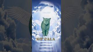 RIP CALA 🕊️ I Go Meow Cat [upl. by Bibeau148]