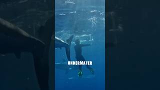 Great White Shark Attacks Diver Trapped in Cage sharks wildanimal shortsfeed thrill [upl. by Nickolas]