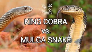 King cobra vs Mulga snake  Battle of the deadly snakes [upl. by Eusadnilem]