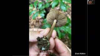 Tryptamine Fungi of North America amp New Discoveries in the Taxonomy of Psilocybin Mushrooms [upl. by Eiramnerual]