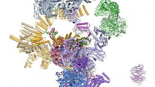 RNA Splicing by the Spliceosome Supplemental Video 5  The branching reaction [upl. by Moser]