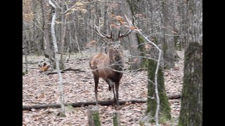 Chasse aux Gros Gibiers en Sologne [upl. by Arrim]