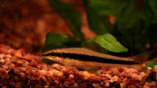 Hints on How to Keep the Siamese Algae Eater SAE [upl. by Sheela]