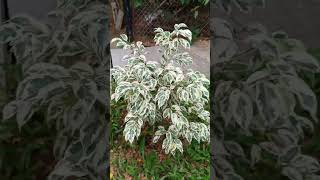 Ficus Benjamina Care  ficuscare ficusbenjamina ficusplant ficusissues [upl. by Konopka]