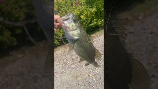 fishing badfish bassfishing giantbass bass goviral fish viewsviralvideosubscribersgrow [upl. by Yacano361]