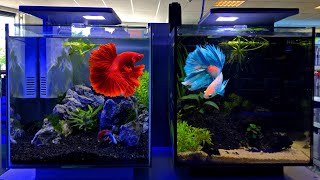 Betta Tank Setup Ideas  Betta Fish Tank Setup [upl. by Veronika]