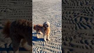 Tessie loves a nice fall day at the sandbar [upl. by Zeculon]