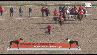 Final del campeonato de España de Galgos en Campo 03022017 [upl. by Eiramalegna125]