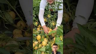 Harvest strange fruits sonasmr [upl. by Martinson]