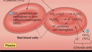 CHLORIDE SHIFT  Hamburgers principle [upl. by Nosyerg123]