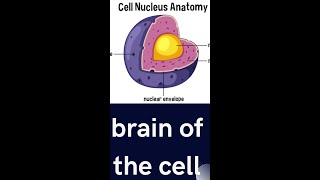 Nucleus Protoplasm Shorts  mdcat biology nucleus physiology [upl. by Idolla354]