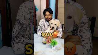 Pogo Dining Table Pe Susu Kar Diya😡😡 shorts vlog minivlog puppy labrador [upl. by Ainej]