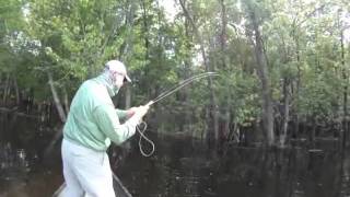 Lake Champlain Bowfin [upl. by Shea]