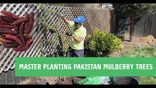 Grow Like a Pro  Mastering Pakistan Mulberry Tree Planting Secrets [upl. by Gerstein]