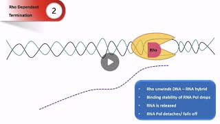 Rho Dependent Termination of Transcription in Prokaryotes  Basic Molecular Biology [upl. by Akemit]