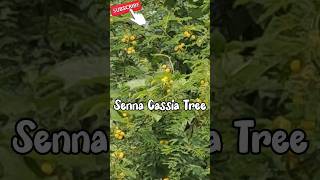 Flower acaciacassia senna plantcassia flowerRinkutimevlogviraltrandingshortsshort [upl. by Cadmarr]