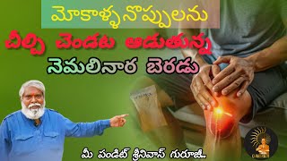 మోకాళ్ళ నొప్పులను చీల్చి చెండట ఆడుతున్న నెమలినార బెరడుkneepain ayurvedic ayurvedicmedicine [upl. by Dex]