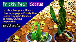 Prickly Pear Cactus Care  Bunny Ear Cactus  Opuntia  Succulent  Fivi Ornamental Gardening  FOG [upl. by Muna]