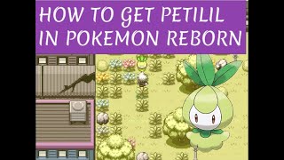 How to get PETILIL in Pokemon REBORN [upl. by Meyer913]