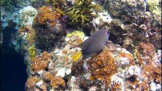 SNORKELING 10 PART 3  STARFISH JIBACOA VILLA TROPICO  CUBA [upl. by Ongun970]