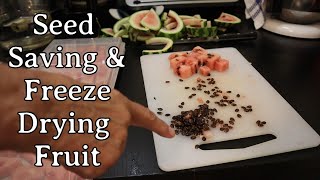 Seed Saving amp Freeze Drying Fruit [upl. by Enimrej422]