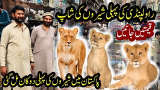 Rawalpindi Birds Market  Lion in Rawalpindi  Cub Price  Lion Price in Pakistan [upl. by Narrat]