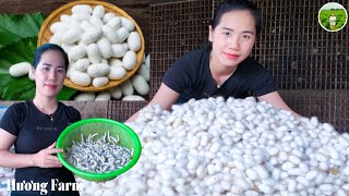 Harvesting Silkworm Cocoons to Sell to Traders  Fast and Effective Cocoon Making Process [upl. by Janka724]