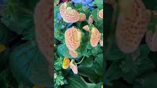 Conocida como Zapatito de venus la Calceolaria herbeohybrida plantasdecasa elseñordelasplantas [upl. by Gloria]