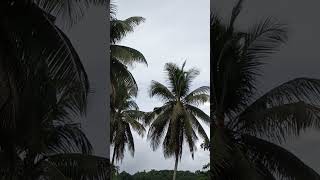 Coconut trees  Cocos nucifera [upl. by Aihsar]