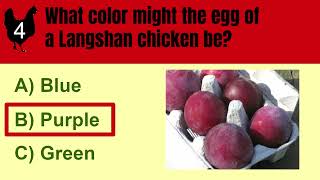 Langshan Chicken Spotlight Quiz [upl. by Schuyler223]