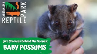 BABY RINGTAIL POSSUM JOEYS LIVE FOOTAGE  AUSTRALIAN REPTILE PARK [upl. by Guillemette]