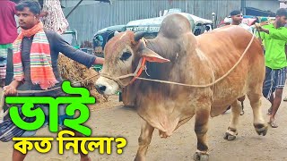 Bhai Koto Nilo Paragram Hozrotpur Gorur Hat 2024Part 25  Qurbani Cow Price in Bangladesh  Cows [upl. by Alidus]