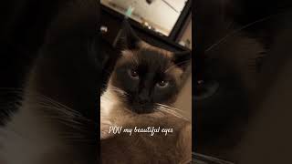 cat eyes human vision shortvideo siamese [upl. by Elac]