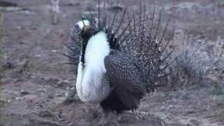 Greater sagegrouse strut display [upl. by Johannes]