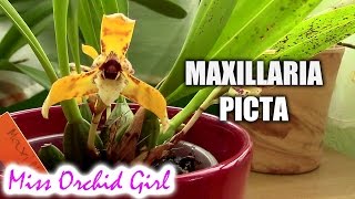 Maxillaria Brasiliorchis picta  A flower with 2 faces [upl. by Acima]