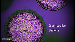 Penicillin and Antibiotic Resistance from PDB101 [upl. by Veal]