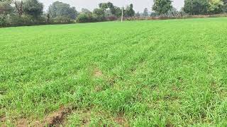 24 D Weedicide Use in Wheat Crop Bhagwa  Chhatarpur MP drbps10122023 [upl. by Selby]