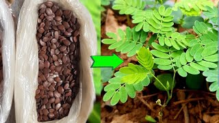 From seed to seedling How to plant Leucaena trees [upl. by Trub]