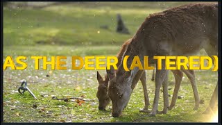 AS THE DEER STAYS IN PEACE ALTERED [upl. by Oidivo]