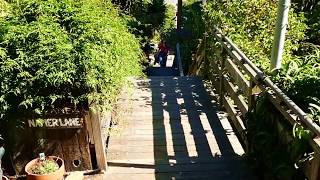 Filbert Street Stairs  Patricia Lindberg Photography  San Francisco [upl. by Tevis766]