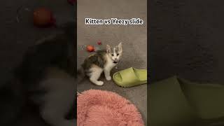 Kitten zoomies 🫠 cat catlover funny funnycats zoomies cutekitty [upl. by Medovich]