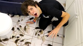 PUTTING 200 RATS IN MY FRIENDS HOUSE FREAKOUT [upl. by Lleuqram]