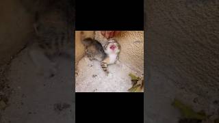 Spicy Kitten Hissing cat kitten [upl. by Zulema841]