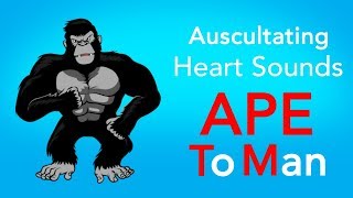 Auscultating Heart Sounds  APE To Man [upl. by Sixela]