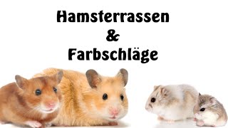 Hamster Arten und Farbschläge Basics [upl. by Sherrard810]