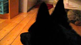 This is what schipperke barking sounds like [upl. by Ibrab]