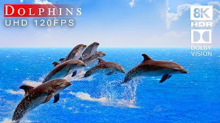 Dolphin Paradise in 8K HDR  Stunning Underwater Footage of Dolphins [upl. by Aerona]