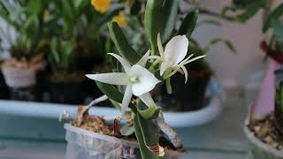 Dendrobium jenkinsii Angraecum didieri Dracula cordobae [upl. by Icyak587]